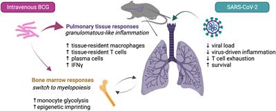 BCG mediated protection of the lung against experimental SARS-CoV-2 infection